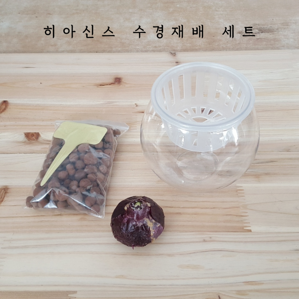 히아신스 수경재배 세트(홑/겹) 오레인보우