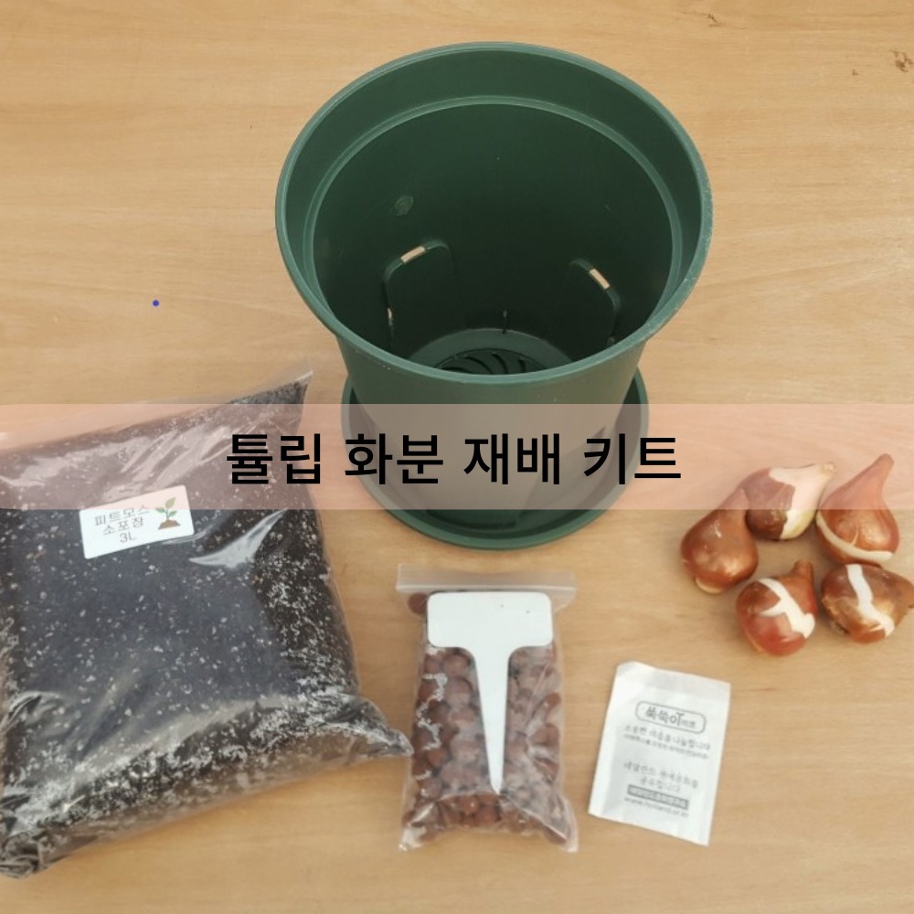 [화분재배키트]  원예종 튤립 구근5개 오레인보우